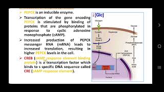 Regulation of gluconeogenesis [upl. by Player]