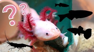 What Can You Keep With an Axolotl  The BEST Axolotl Tankmates [upl. by Earised420]