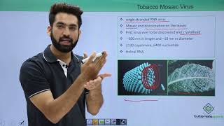 Class 11th – Virus  Tobacco Mosaic  Biological Classification  Tutorials Point [upl. by Noramac]