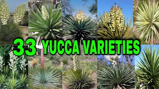 33 YUCCA VARIETIES [upl. by Nazar107]