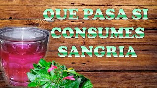 SANGRIA  CHINCHAMOCHINA O SANGUINARIA BENEFICIOS Y PROPIEDADES [upl. by Horan23]