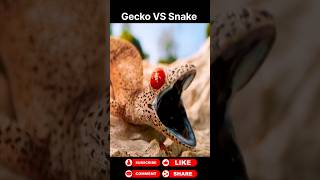 Gecko vs Snake animals wildanimals shortsviral [upl. by Ashlie]