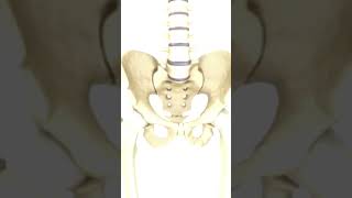 Coccydynie Expliquée  Comprendre et Soulager la Douleur [upl. by Wieche]