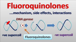 Fluoroquinolones  PART2  Mechanism side effects and interactions [upl. by Cirdla]