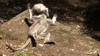 Grey langurs playfighting with each other  Landour Uttarakhand [upl. by Armilla]