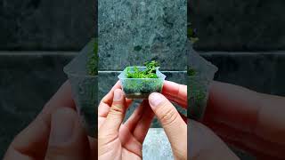 Making a Terrarium Mini Ecosystem relaxing nature terrarium moss [upl. by Yrreiht]