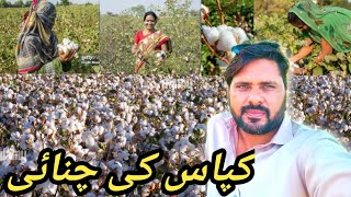 cotton vlog cotton picks Credence Clearwater Revival  Cottonfields [upl. by Notaes]