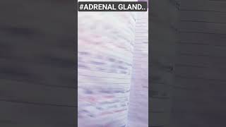 This topic is Adrenal gland✍️📚msc zoology science🔥🎓youtube shorts [upl. by Rayle]