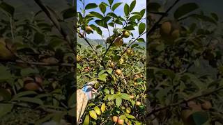 Camellia oleifera camellia buah buahlangka buahlangkadanunik shortvideo shortsfund [upl. by Mandell]