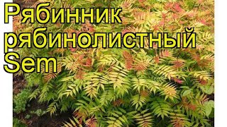 Рябинник рябинолистный Сэм Краткий обзор описание характеристик sorbaria sorbifolia Sem [upl. by Atok]