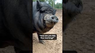 Turn your sound on to have a morning chat with Hulk the pig 🐷pigs animalrescue animalsanctuary [upl. by Joell]