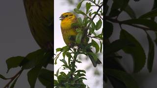 Yellowhammer birds bird birdsounds [upl. by Elacsap759]