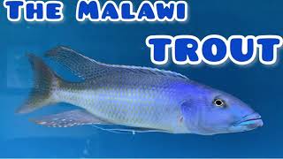 Growing out a Malawi Trout  Part 5 [upl. by Saw]