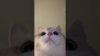 고영희 ASMR cat 고양이 kitten asmr [upl. by Ecnerolf]