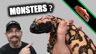 Venomous Gila Monsters  What makes them Monsters  Ep 95 [upl. by Arymahs]