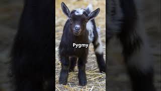 10 Fun Facts About the Pygmy Goat [upl. by Ayiotal]