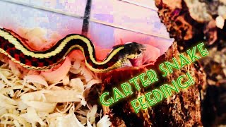 Garter Snake Feeding Video [upl. by Eneryc]