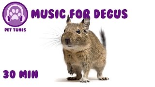 30 min Music for Degus Relax Your Degu and Help Your Degu Sleep with Soothing Music [upl. by Ydiarf]