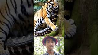 Tiger Vs python animals shortsvideo viralvideo [upl. by Nnylidnarb]