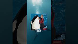 Killer whale that unalived a female trainer in seaworld orlando orca truestory wildanimals [upl. by Aidan]