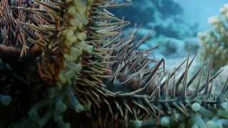 Deadly Starfish Eats Coral Crown of Thorns Starfish COTS crisis [upl. by Hokanson]