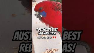 Red Rosellas Parrot Sound birds rosella parrot sounds [upl. by Westhead]