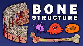 BONE STRUCTURE [upl. by Cecil978]