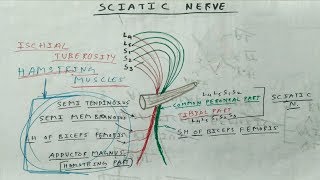 Sciatic Nerve Anatomy Branches  TCML [upl. by Brink]