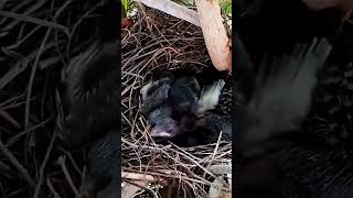 Common myna Baby Birds cry for their mother [upl. by Abigale762]