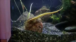 Freshwater Pipefish Doryichthys martensii eating frozen mysis [upl. by Beller]