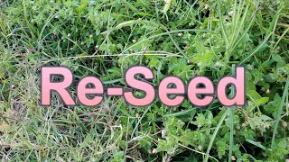 How Do You Reseed A Lawn Thats Mostly Weeds [upl. by Chin]