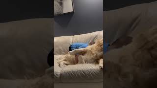 Golden retriever love💛 bestfriends cute dog viralvideo fyp funny playtime [upl. by Quackenbush68]