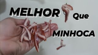 MELHOR que MINHOCA essa ISCA [upl. by Wallford]