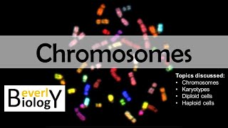 Chromosomes diploid vs haploid  updated [upl. by Saalocin]