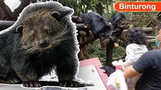 Binturong Hewan Langka Lucu Mirip Beruang amp Kucing Rebutan Makanan [upl. by Lewie288]