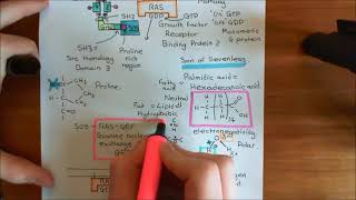 Receptor Tyrosine Kinases Part 6 [upl. by Adnalor]