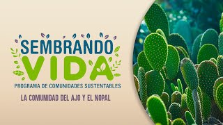 Sembrando Vida  La comunidad del ajo y el nopal [upl. by Aikkan]