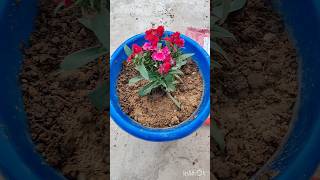 Dianthus repotting purelyplanted dianthus terracegraden [upl. by Oznol837]