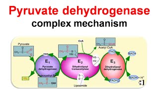 Pyruvate dehydrogenase complex mechanism [upl. by Chic]