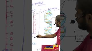 Structure Of Dna  Polynucleotide Chain   Bond Name Neet Biology By Bioaman Bhaiya [upl. by Noirrad]