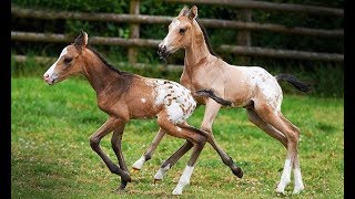 Identical twin horse foals born in Exeter had 10000 to 1 chance of surviving [upl. by Ethbinium]