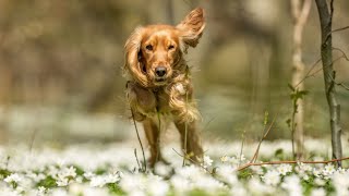 How to Stop Excessive Barking in Cocker Spaniels [upl. by Olram]