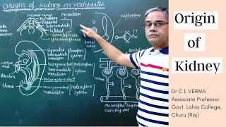 Origin of Kidney in Verterbrates [upl. by Lena751]