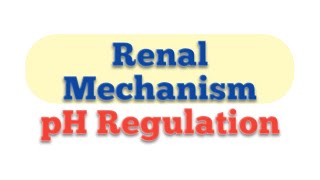 Renal Mechanism of Blood pH Regulation Physiological Mechanism of pH regulation [upl. by Sedda]