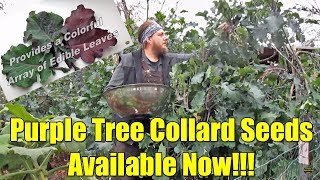 Purple Tree Collard Seeds Now Available [upl. by Yrannav]