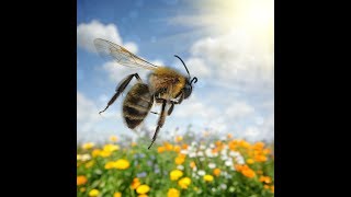 🐝 Best Honey Bee Sound Effects with Video [upl. by Baugh524]