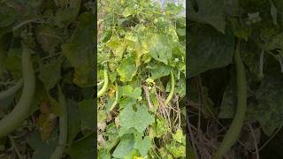 The Gourd Homestead A Journey to SelfSufficiency growing gourds homestead tour urban homstead [upl. by Droflim]