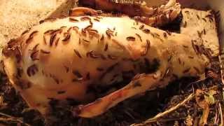 Watering Dermestid Beetles on a Black Bear Skull [upl. by Way890]