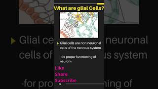 What are Glial cells 6 Types of Glial cells [upl. by Atteuqal42]