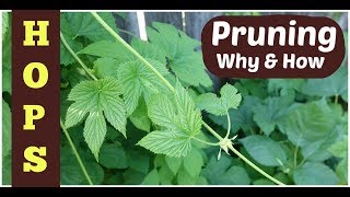 Pruning Hops 3 Reasons  Howto Tips [upl. by Shewchuk]